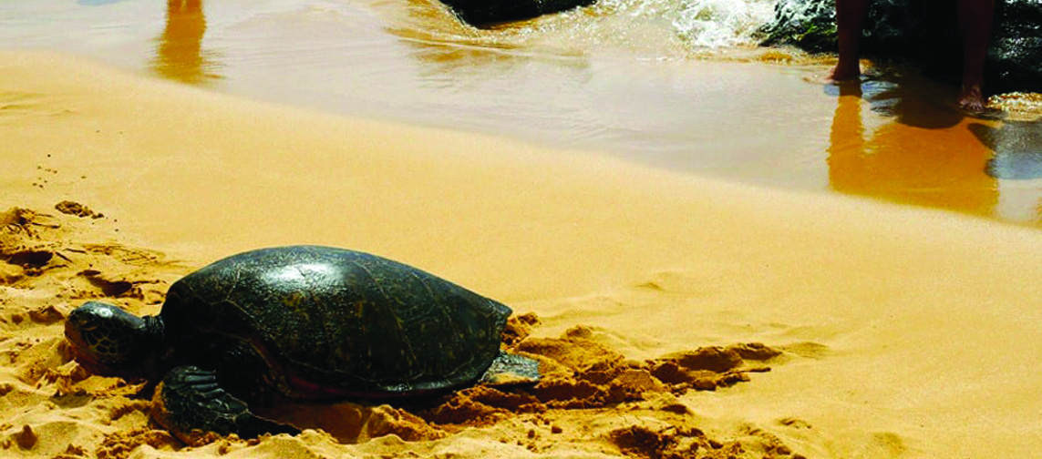 North Shore beach stop